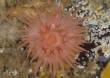 Crimson anemone