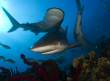 Carribean Reef Shark2